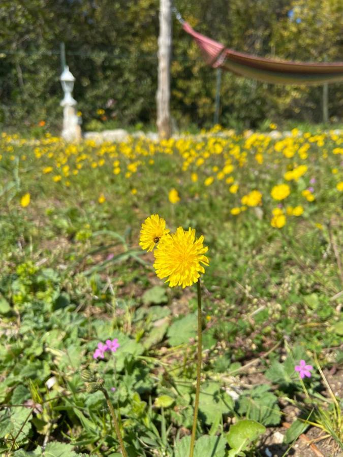 Ruby Holiday home Sveti Jakov